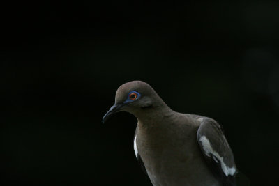 White-winged Dove - Low Key