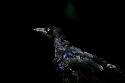 Great-tailed Grackle - Low Key