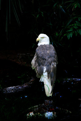 Bald Eagle - Low Key Portrait