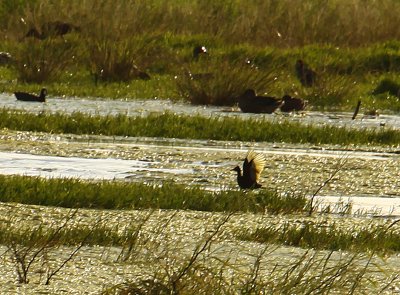 Northern Jacana Flapping