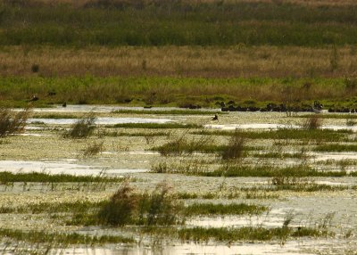 Uncropped photo of the Northern Jacana