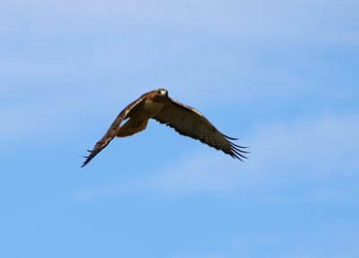 Red Tailed Hawk in flight