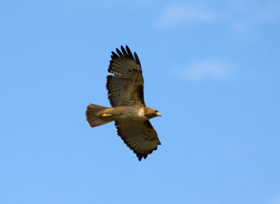 Red Tailed Hawk in flight 2