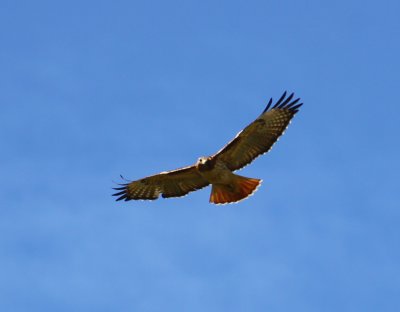 Red Tailed Hawk checking out the lens