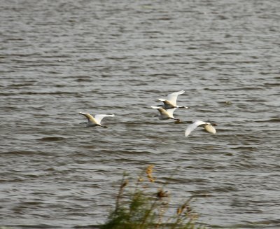 Egrets on the wing