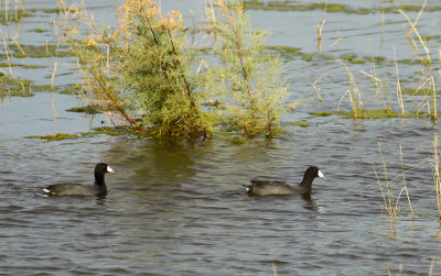 Two Coots