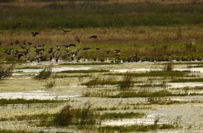 Birds with the Northern Jacana