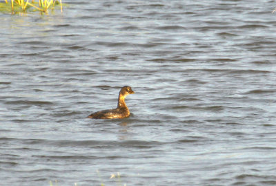 Grebe