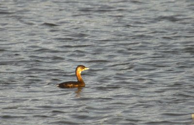 Grebe