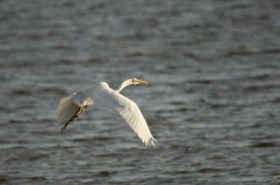 Egret on the wing