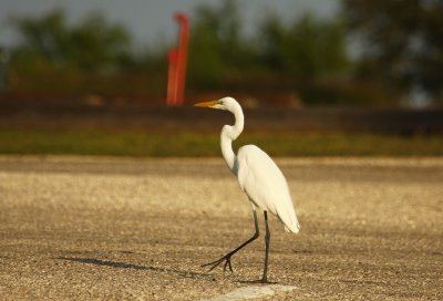 Egret Posing