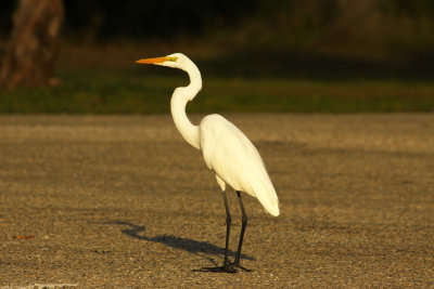 Egret Striking a Pose
