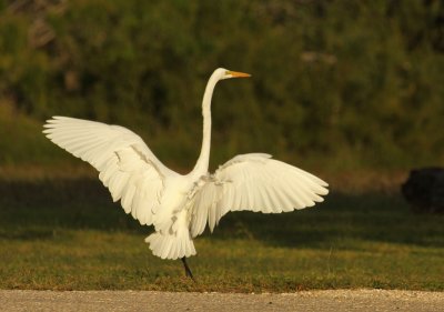 The Egret Stretch