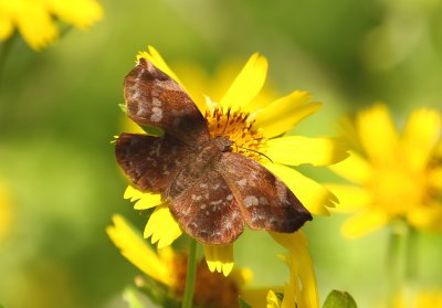 Sickle-Winged Skipper