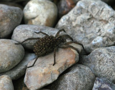 Wolf Spider with babies