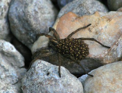 Wolf Spider with babies on it's back