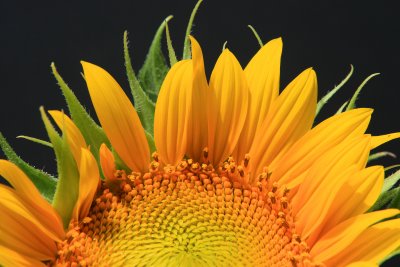 Sunflower Closeup 2