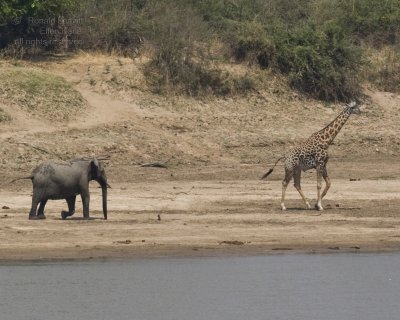 One gal was irritated by the Giraffe