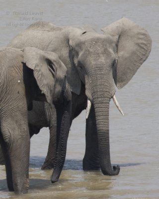 Two female elephants