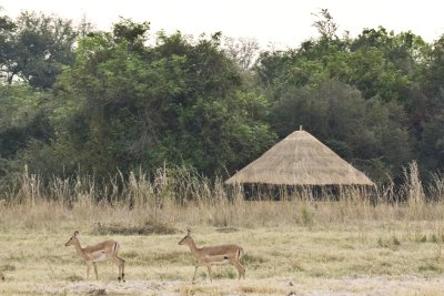 Kuyenda Camp