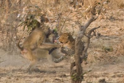 and turns to attack the charging baboons.