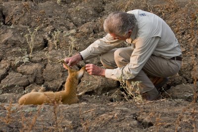 Phil examines the leopard kill, a baby puku