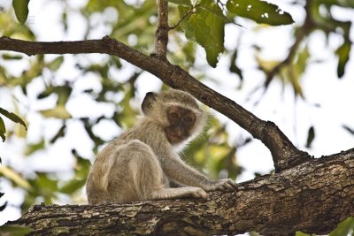 Young Vervet Monkey