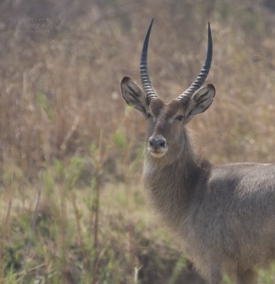 Waterbuck