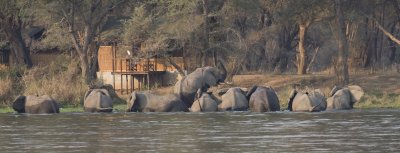 Elephants crossed the Zambezi River and heading into Old Mondoro Bushcamp