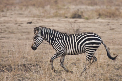 Zebra on the run.