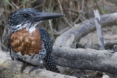 Giant Kingfisher