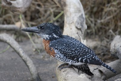 Giant Kingfisher too