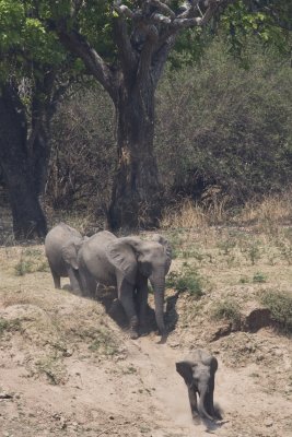 Baby leading the way