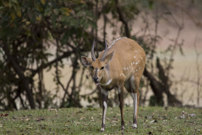 Bushbuck