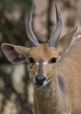 Bushbuck