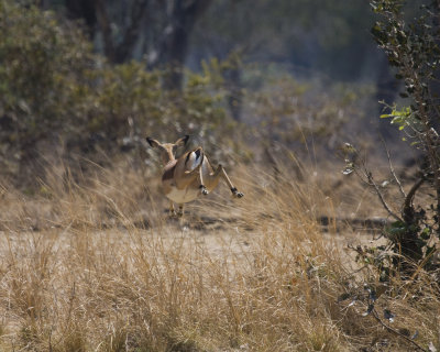 Impala