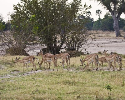 Impala