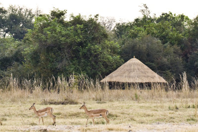 Impala