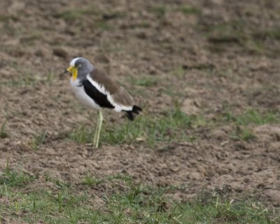 White Crowned Lapwing (Plover)
