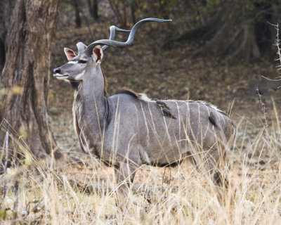 Kudu