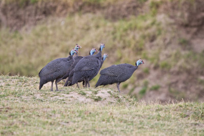 Helmeted Ginea Fowl