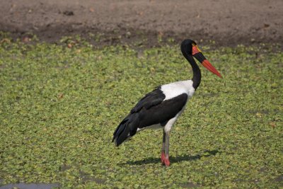 Saddle Billed Stork