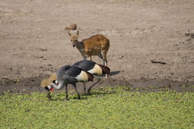 Crowned Cranes