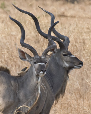 Kudu