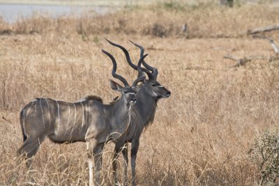 Kudu