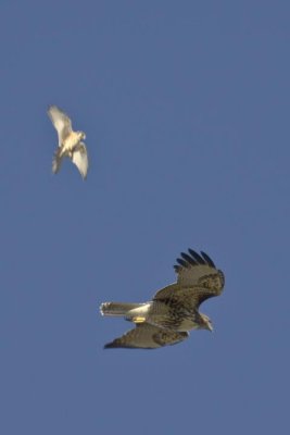 The Kestrel is probably driving the osprey away from its nest.