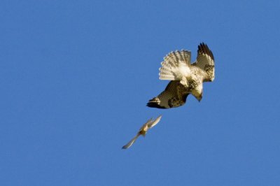 The osprey is not nearly as manouverable as the kestrel