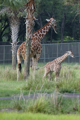 Giraffes