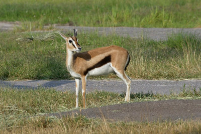 Gazelle