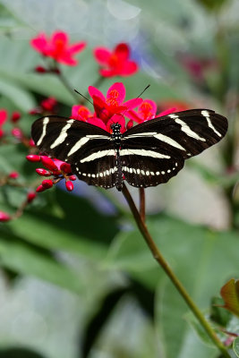 Tigerwing